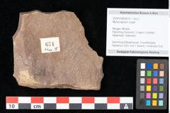 Foto (Objekt + Etikett) von Myrica lignitum Unger (NHMW-GEO-2024-0188-0674)